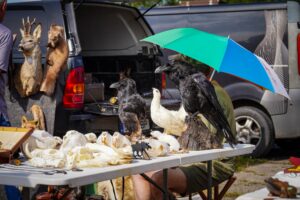 Sulle-Mulle laat 2025 Tartus Raadil